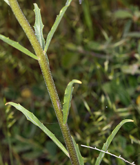 Erysimum capitatum capitatum