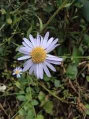 Aster indicus