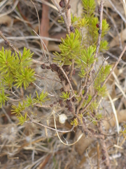 Calytrix tetragona