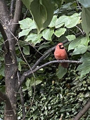 Cardinalis cardinalis