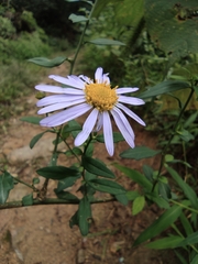Aster indicus