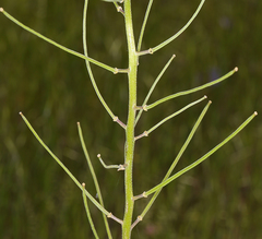 Erysimum capitatum capitatum