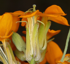 Erysimum capitatum capitatum