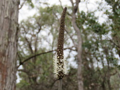 Xanthorrhoea gracilis