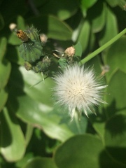 Sonchus oleraceus