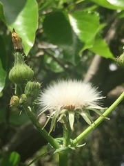 Sonchus oleraceus