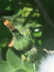 Sonchus oleraceus