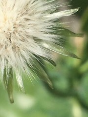 Sonchus oleraceus