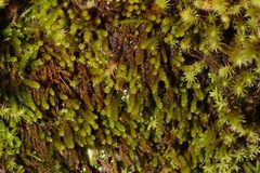 Pseudoleskeopsis imbricata