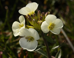Erysimum concinnum