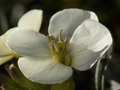Erysimum concinnum