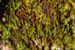 Pseudoleskeopsis imbricata