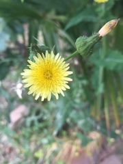 Sonchus oleraceus