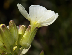 Erysimum concinnum