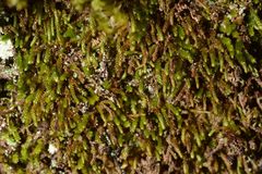 Pseudoleskeopsis imbricata