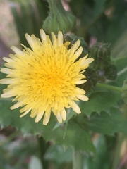 Sonchus oleraceus