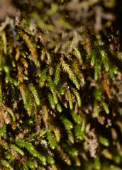 Pseudoleskeopsis imbricata