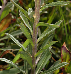 Erysimum concinnum