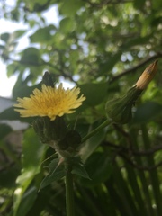 Sonchus oleraceus