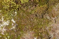 Pseudoleskeopsis imbricata