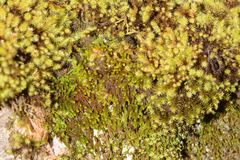 Pseudoleskeopsis imbricata