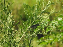Prinia flaviventris