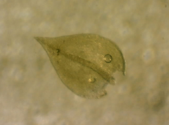 Pseudoleskeopsis imbricata