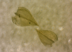 Pseudoleskeopsis imbricata