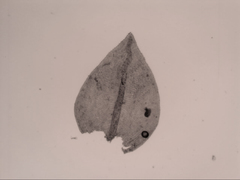 Pseudoleskeopsis imbricata