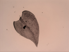 Pseudoleskeopsis imbricata