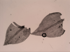 Pseudoleskeopsis imbricata