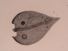 Pseudoleskeopsis imbricata