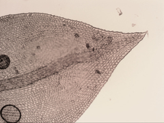 Pseudoleskeopsis imbricata