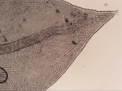 Pseudoleskeopsis imbricata