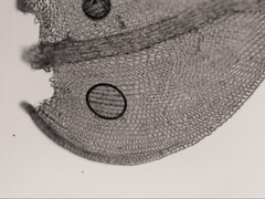 Pseudoleskeopsis imbricata