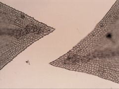 Pseudoleskeopsis imbricata