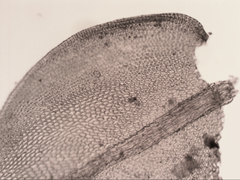 Pseudoleskeopsis imbricata