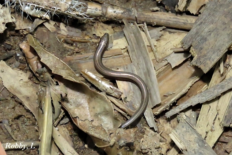 Heyer's Isopachys