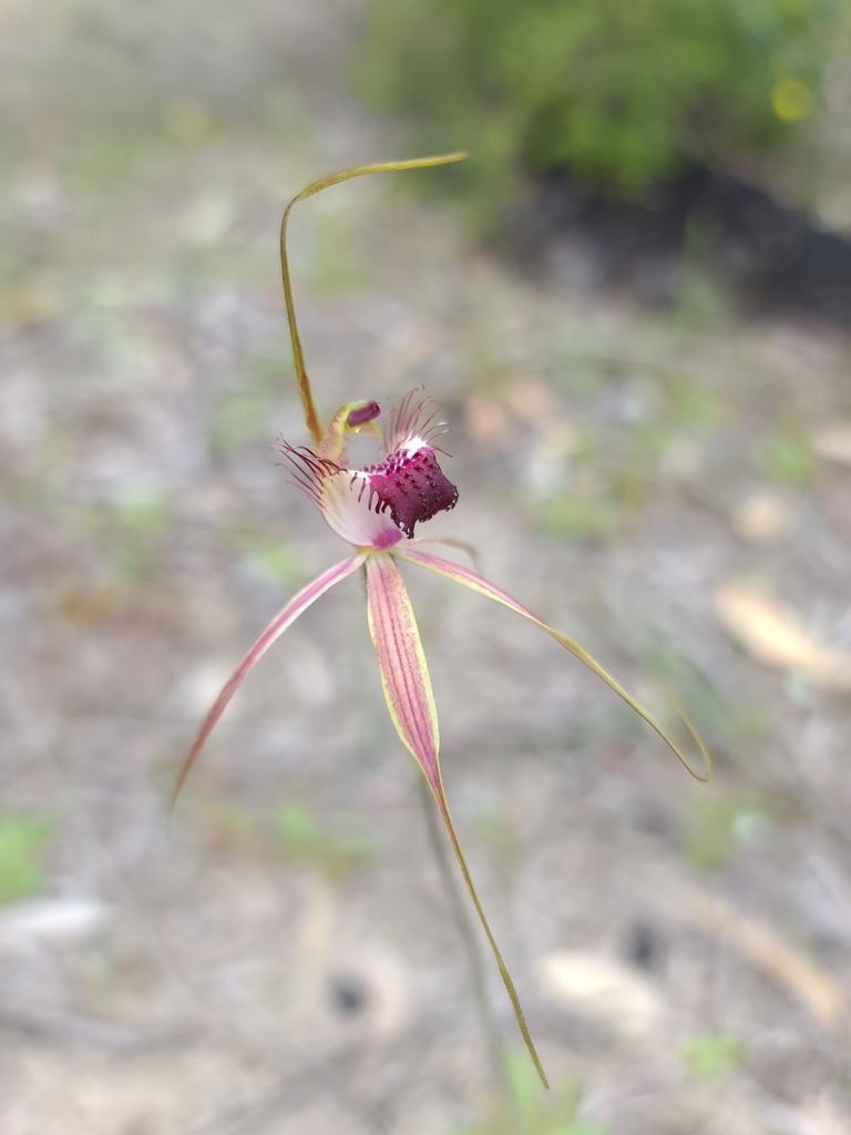 Caladenia georgei