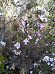 Boronia pilosa
