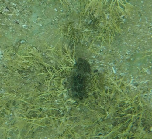 Philinopsis gigliolii