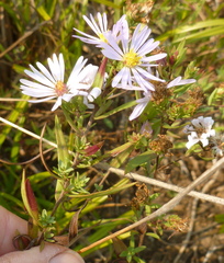 Symphyotrichum hallii