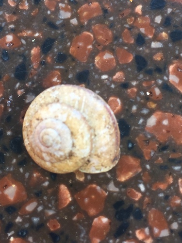 Bradybaena similaris observed 2017-08-16