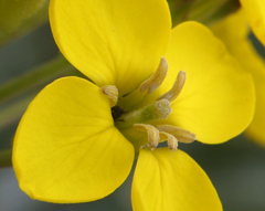 Erysimum insulare