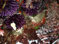 Corynactis californica