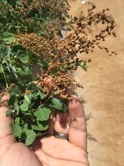 Chenopodium oahuense