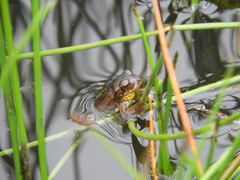 Dendropsophus bogerti