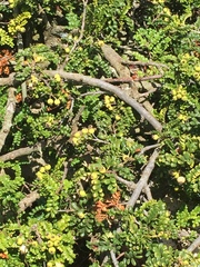 Osteomeles anthyllidifolia