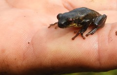 Dendropsophus bogerti
