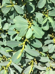 Euphorbia celastroides